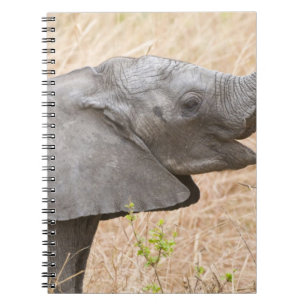 Carnet Afrique. Tanzanie. Jeune éléphant à Tarangire
