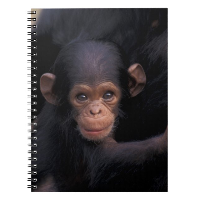 Carnet Afrique, Tanzanie, Parc national de Gombe (Devant)