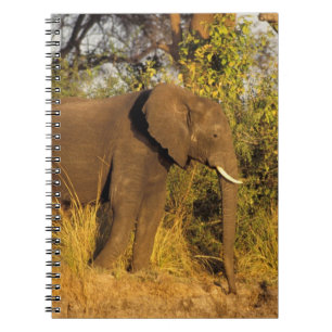 Carnet Afrique, Zimbabwe, Parc national des chutes Victor