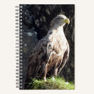 Carnet Aigle à queue blanche rocher côtier faune