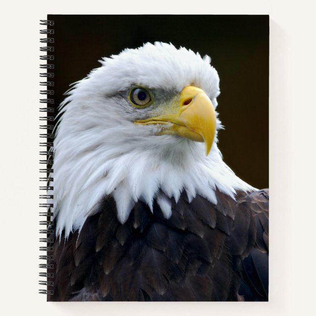 Carnet Aigle à tête blanche américaine (Devant)