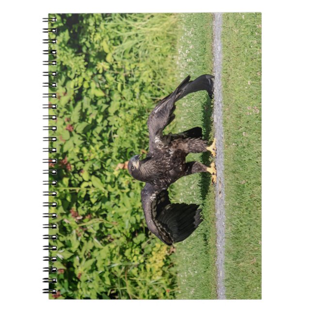 Carnet Aigle à tête blanche juvénile (Devant)