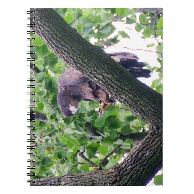 Carnet Aigle à tête blanche juvénile (Devant)
