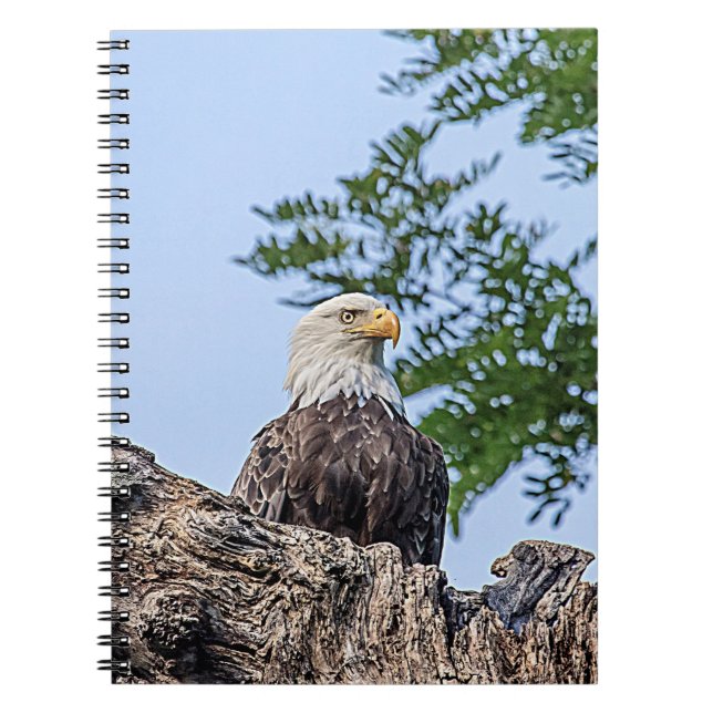 Carnet Aigle à tête blanche sur une branche d'arbre (Devant)