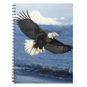 Carnet aigle royal, Haliaeetus leuccocephalus, en vol