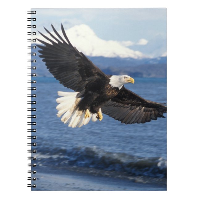 Carnet aigle royal, Haliaeetus leuccocephalus, en vol (Devant)
