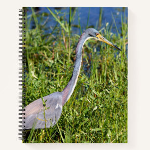 Carnet Aigrette tricolore se pavanant dans le marais
