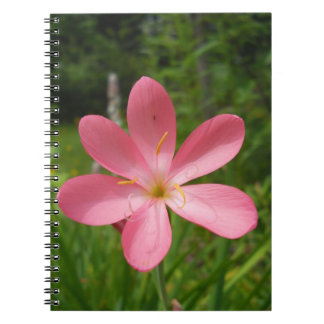 Carnet Aimer rose