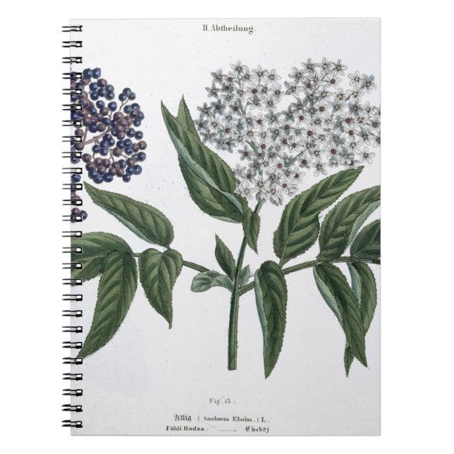 Carnet Aîné, fig. 13 "du jeune terrien", publishe (Devant)