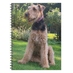 Carnet Airedale Terrier