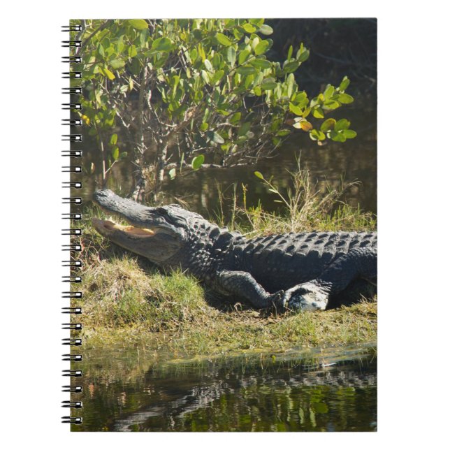 Carnet Alligator de Floride sur une rive herbeuse de mara (Devant)