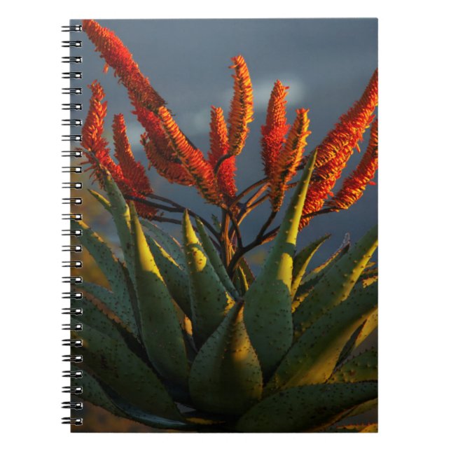 Carnet Aloe de montagne (Aloe Marlothii Berger) (Devant)
