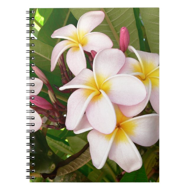 Carnet Aloha le Frangipani hawaïen fleurit douche (Devant)