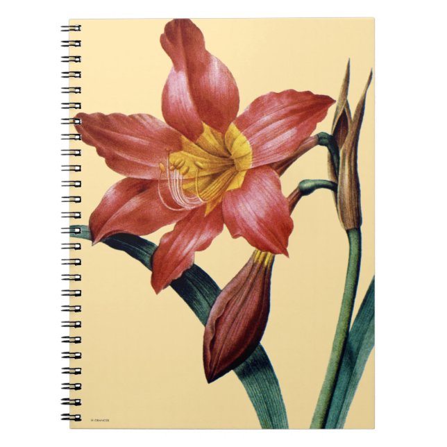 Carnet Amaryllis (Devant)