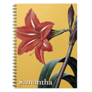 Carnet Amaryllis barrée