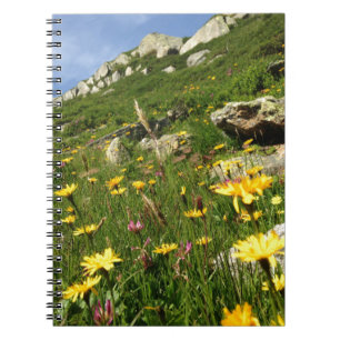 Carnet Amazing ! Alpine flowers
