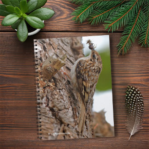 Carnet American Treecreeper avec bug