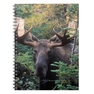 Carnet Amérique du Nord, Canada, Nouvelle-Écosse, Cap-Bre