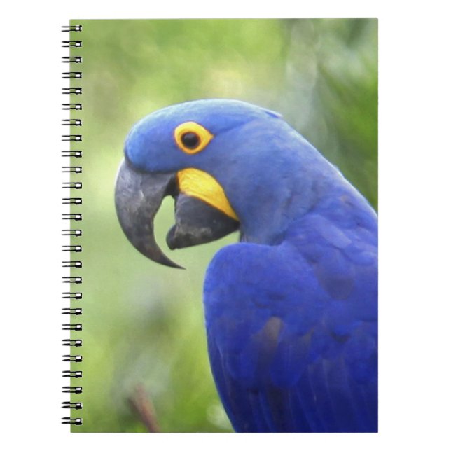 Carnet Amérique du Sud, Brésil, Pantanal (Devant)
