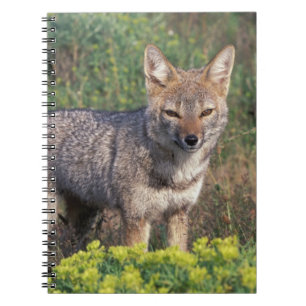 Carnet Amérique du Sud, Chili, Torres del Paine NP,