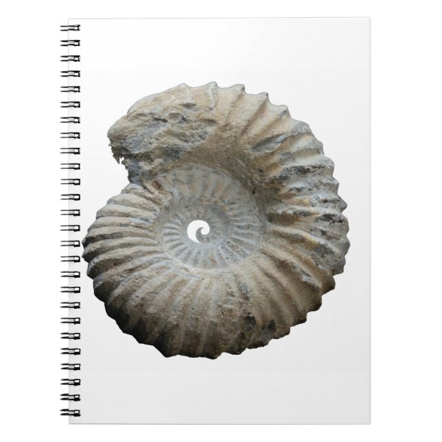 Carnet ammonite (Devant)