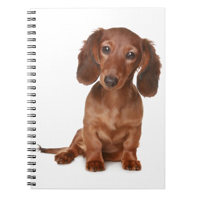Carnet Amour de chiot teckel (Devant)