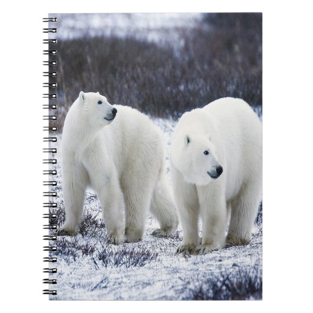 Carnet Amour de l'ours polaire (Devant)