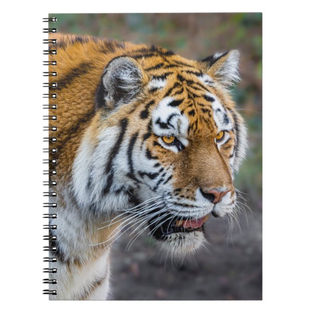 Carnet Amur tiger (Devant)