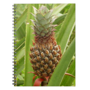 Carnet Ananas sauvage Fruit tropical dans la nature