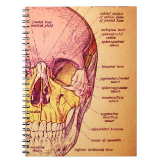 Carnet Anatomie de crâne
