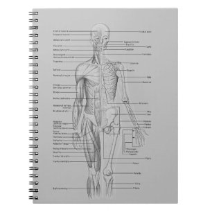 Carnet Anatomie grise