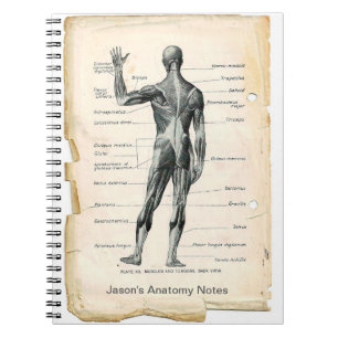Carnet Anatomie Posterior