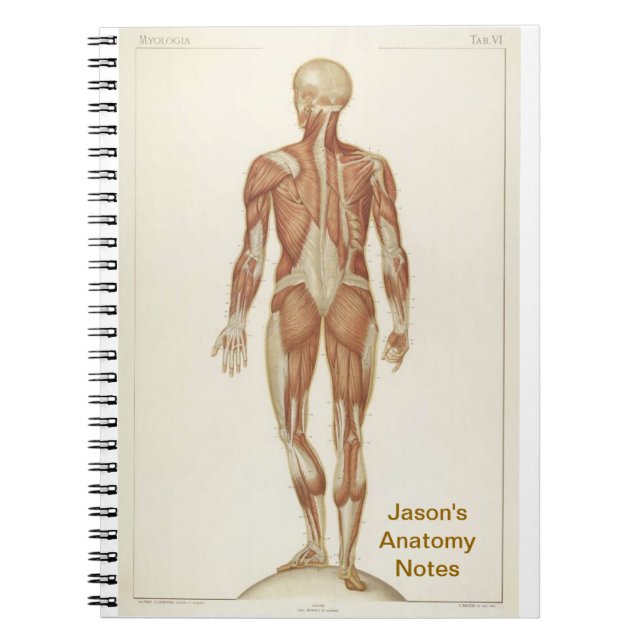 Carnet Anatomie Posterior (Devant)
