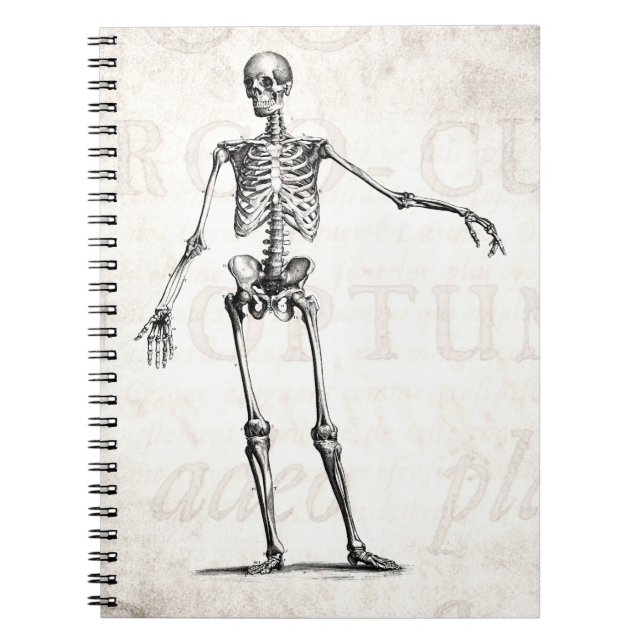 Carnet Anatomie squelettique de squelettes de 1800s (Devant)