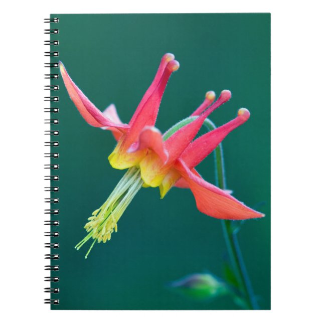 Carnet Ancolie rouge (Devant)