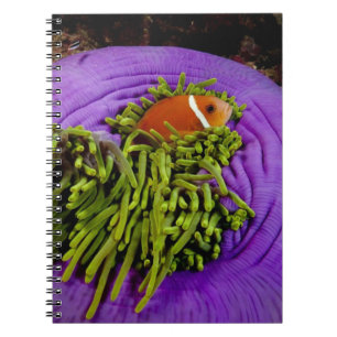Carnet Anemonefish et grande anémone