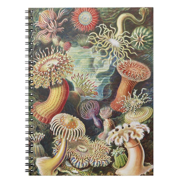 Carnet Anémones de mer de Haeckel Collage d'art de vie na (Devant)