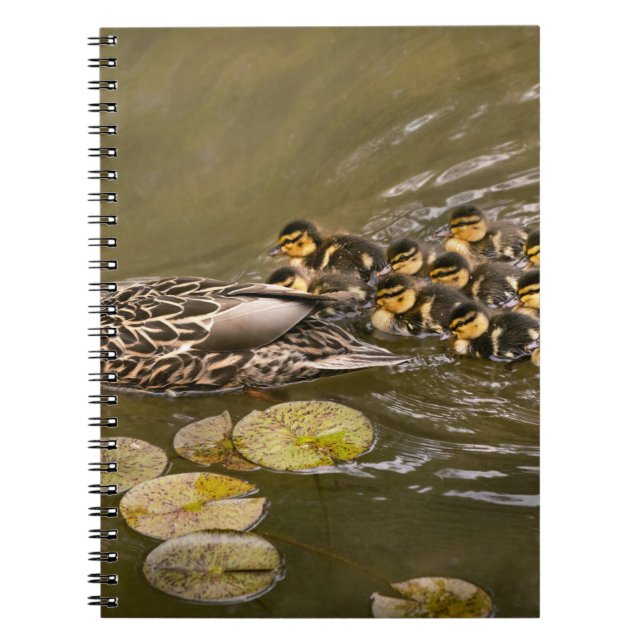 Carnet Animal - Canards - Nager comme un canard (Devant)