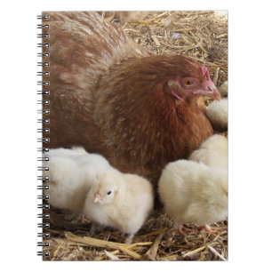 Carnet animal, poulet, ferme, mignonette, oiseau, bébé,