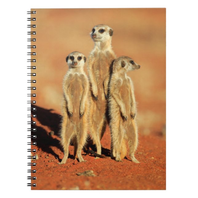 Carnet Animaux de bébés cutest | 3 Meerkats (Devant)