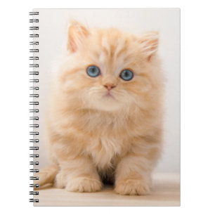 Carnet Animaux de bébés cutest A British Longhair Kitte