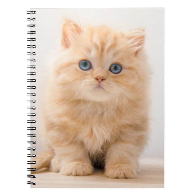 Carnet Animaux de bébés cutest | A British Longhair Kitte (Devant)