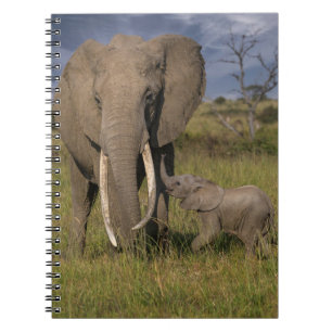 Carnet Animaux de bébés cutest   Amama Elephant Avec Bébé