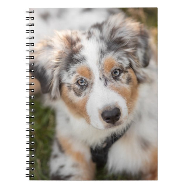 Carnet Animaux de bébés cutest | Australian Shepherd Pupp (Devant)