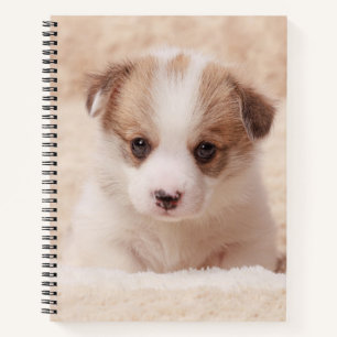 Carnet Animaux de bébés cutest   Baby Corgi