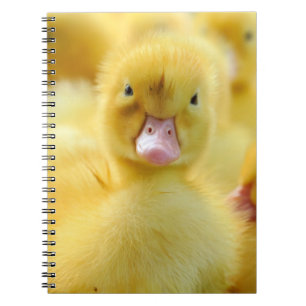 Carnet Animaux de bébés cutest   Baby Duck Group