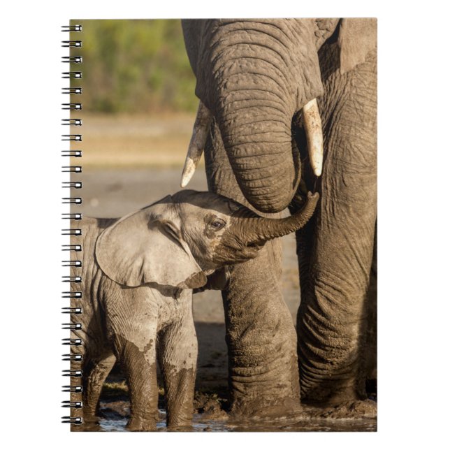 Carnet Animaux de bébés cutest | Baby Elephant & Mama (Devant)