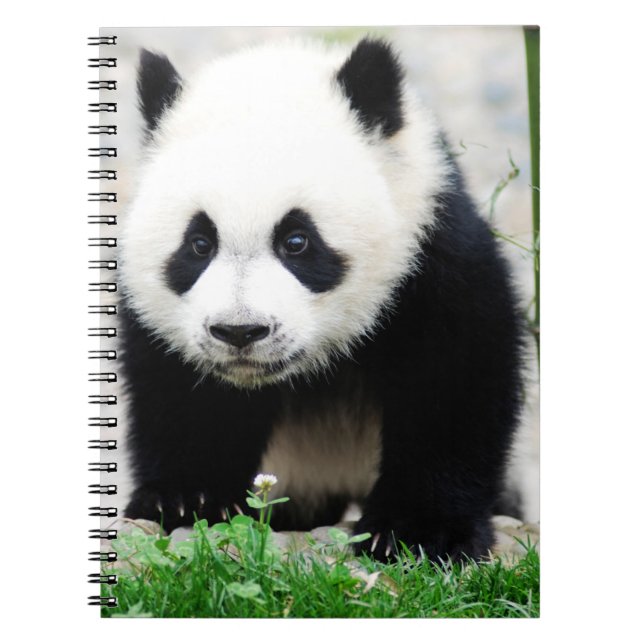 Carnet Animaux de bébés cutest | Baby Panda Bear (Devant)