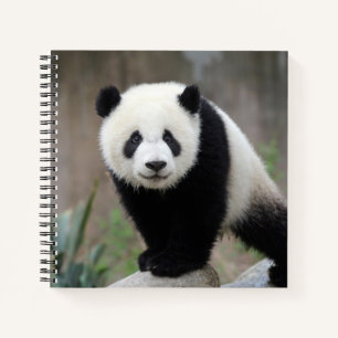 Carnet Animaux de bébés cutest Baby Panda géant