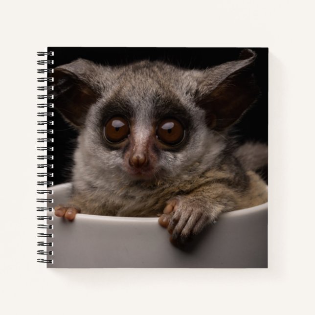 Carnet Animaux de bébés cutest | Bébé mignon (Devant)